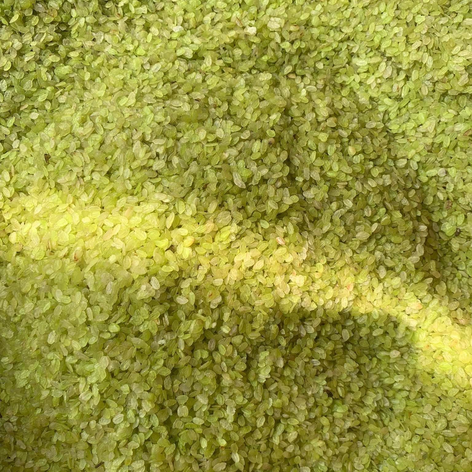 1 Kg Cốm Tây Bắc, Xanh Dẻo